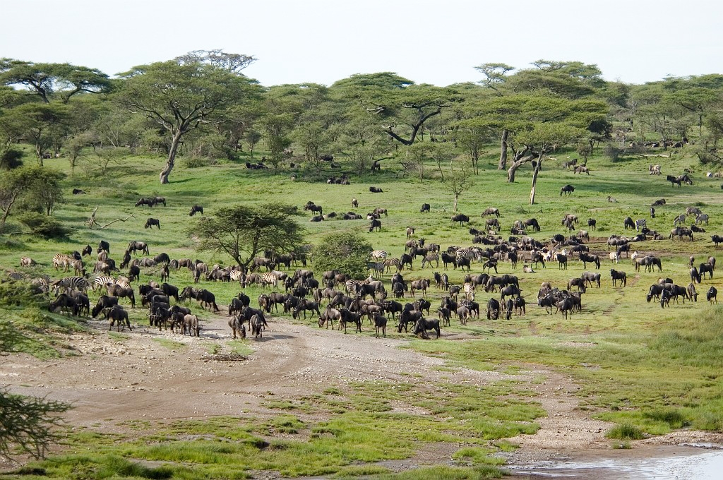 Ndutu gnu flok01.jpg - Blue Wilderbeest (Connochaetus taurinus), Tanzania March 2006